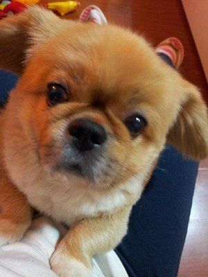 狗狗食谱之幼犬鲜食转换的做法 步骤6