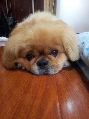 狗狗鲜食——番茄炖牛肉的做法 步骤6