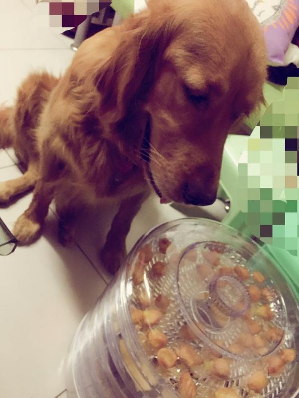 麦兜的小零食(宠物狗狗零食)的做法