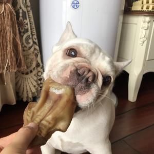 自创原创自制狗狗零食宠物狗零食磨牙棒风干牛耳朵的做法 步骤7