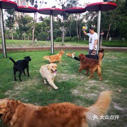 太仓萌宠乐园，让宠物与人类共享快乐时光