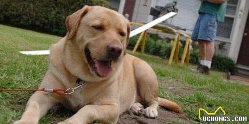 犬过敏性皮炎的治疗建议