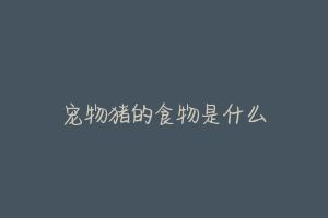 宠物猪的食物是什么