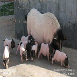 产地纯种巴马香猪 小香猪批发 商品香猪宠物猪市场价格