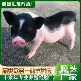 景区观赏宠物香猪巴马香猪种猪 活体巴马香猪价格 迷你宠物猪租赁