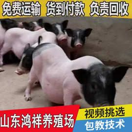 改良迷你猪 活体供应纯种巴马香猪 饲养简单体格良好 香猪价格