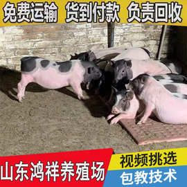 山东鸿祥大量批发宠物巴马香猪 送货上门 宠物巴马香猪价格