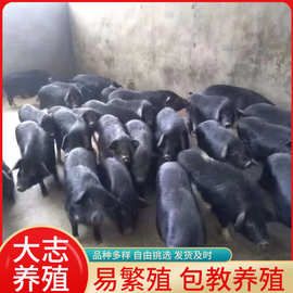 藏香猪黑猪商品猪价格 散养土家猪苗活体 宠物香猪批发免费教技术