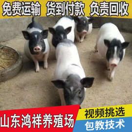 活体巴马香猪价格 山东厂家现货出售优质巴马香猪 宠物香猪批发