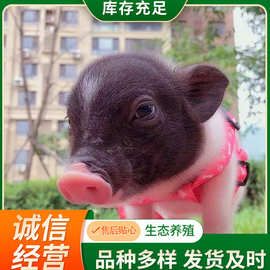 批发香猪幼崽宠物 小香猪活香猪活猪 成年怀孕种猪仔价格