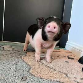 宠物小香猪活体 巴马香猪幼崽出售 租赁听话迷你小香猪活体价格