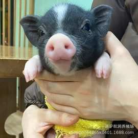 景区观赏宠物香猪巴马香猪种猪 活体巴马香猪价格 迷你宠物猪租赁