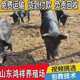 山东大量出售活物藏香猪 货到付款 宠物纯种藏香猪市场价格走势