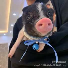 纯种迷你小香猪活体幼崽批发价格 景区宠物香猪活体出售 巴马香猪