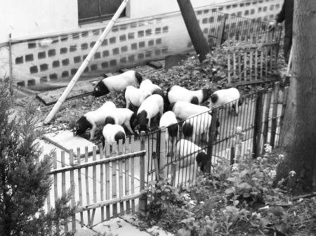 小猪宝宝养大后可免费换头新的猪宝宝来养