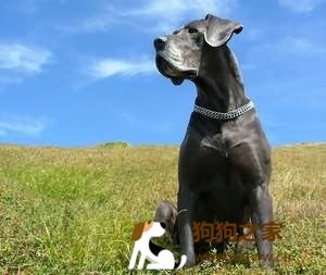 大丹犬