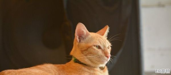 亚马逊宠物用品选品技巧，亚马逊宠物猫用品