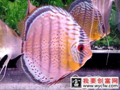燕鱼幼鱼的饲养护理