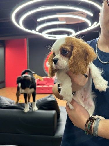 狗狗都太亲人了回到我还不是毒妇的时候