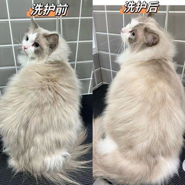 说他家是苏州宠物洗护天花板不过分吧！