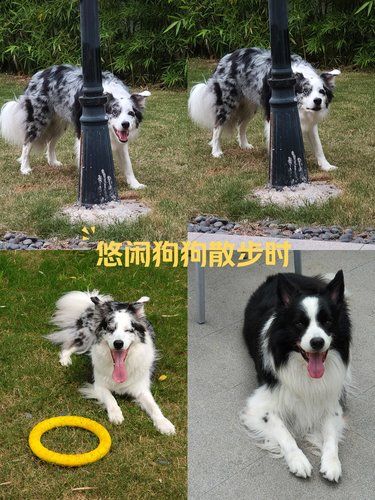 狗狗的快乐，我的快乐