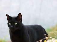 猫咪的定期检查很重要