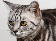 从猫咪的眼睛中观察异样
