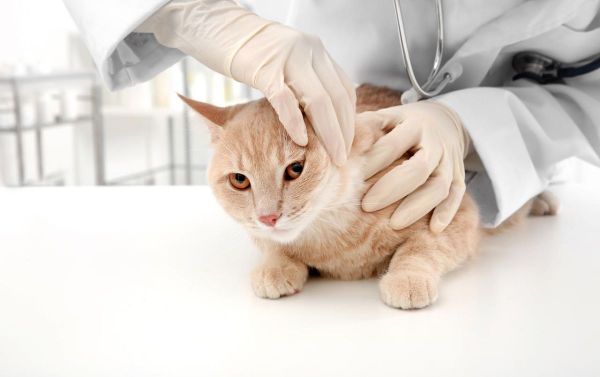 猫全身检查有多少个项目-第1张图片-宠查查