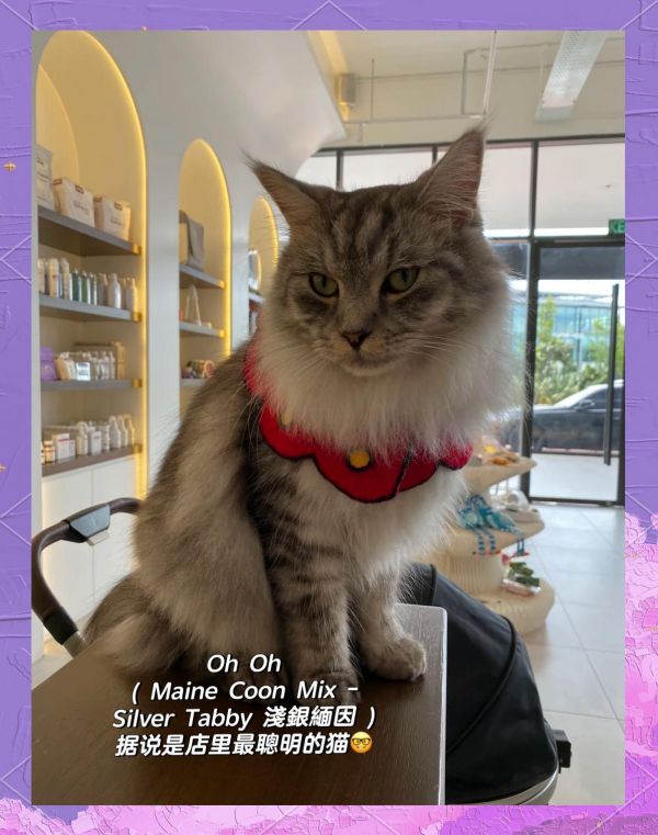 猫咖宝藏！超多猫咪等你  探索Seri Kembangan的隐藏宝藏 - 一家超赞的猫咪咖啡店！  这里不仅环境优雅，还有超可爱的猫咪们陪你一起享受咖啡时光。  你可以选择带上自家的毛孩子一起来，店里也有提供专业的宠物护理服务。 ️ 店内商品丰富，包括猫咪药品、玩具、零食、猫抓板、床垫、衣物、猫包等，价格实惠，品质上乘。 ️ 一楼是咖啡馆，猫咪们会轮流在1楼陪伴顾客，还有多种小吃和饮品供你选择。  二楼是猫房，提供半小时RM30的猫咪陪伴服务，让你尽情与猫咪互动。  还有专业的猫咪spa服务，包括修毛和洗澡，但需额外付费。  店内消毒措施严格，顾客需先消毒并穿上鞋套才能进入，确保猫咪的健康安全。 ‍ 店员热情友好，会帮忙清理衣物上的毛发，让你安心与猫咪玩耍。  推荐你来这里与猫咪们共度美好时光！超过20只猫咪等你来撩！  地址：6-1 Kompleks Komersil Akasa Jalan Akasa, Akasa Cheras Selatan, 43300 Seri Kembangan, Selangor  营业时间：Tuesday - Sunday 12pm - 9pm-有驾