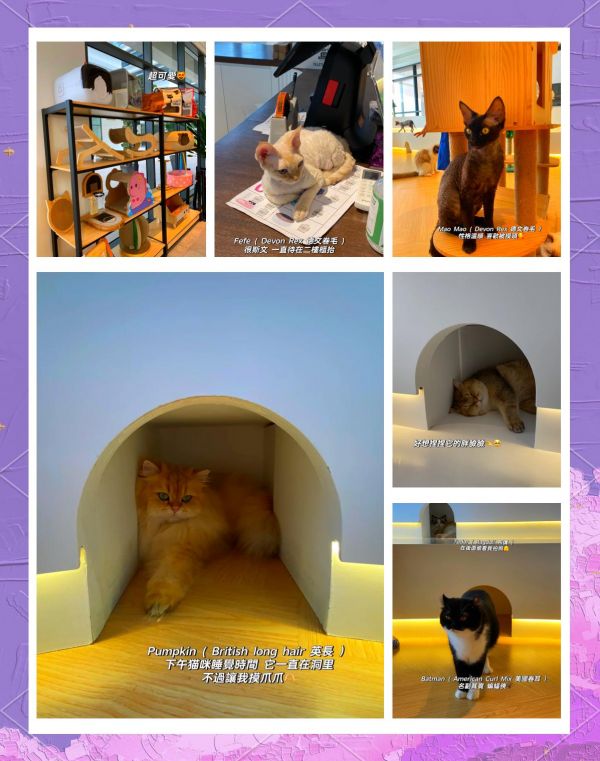 猫咖宝藏！超多猫咪等你  探索Seri Kembangan的隐藏宝藏 - 一家超赞的猫咪咖啡店！  这里不仅环境优雅，还有超可爱的猫咪们陪你一起享受咖啡时光。  你可以选择带上自家的毛孩子一起来，店里也有提供专业的宠物护理服务。 ️ 店内商品丰富，包括猫咪药品、玩具、零食、猫抓板、床垫、衣物、猫包等，价格实惠，品质上乘。 ️ 一楼是咖啡馆，猫咪们会轮流在1楼陪伴顾客，还有多种小吃和饮品供你选择。  二楼是猫房，提供半小时RM30的猫咪陪伴服务，让你尽情与猫咪互动。  还有专业的猫咪spa服务，包括修毛和洗澡，但需额外付费。  店内消毒措施严格，顾客需先消毒并穿上鞋套才能进入，确保猫咪的健康安全。 ‍ 店员热情友好，会帮忙清理衣物上的毛发，让你安心与猫咪玩耍。  推荐你来这里与猫咪们共度美好时光！超过20只猫咪等你来撩！  地址：6-1 Kompleks Komersil Akasa Jalan Akasa, Akasa Cheras Selatan, 43300 Seri Kembangan, Selangor  营业时间：Tuesday - Sunday 12pm - 9pm-有驾