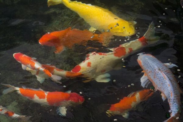 怎么才能养好锦鲤鱼？锦鲤池塘养殖的技巧方法