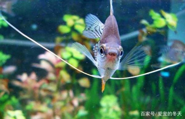 家庭水宠热带鱼，它们都存在哪些观赏价值你可了解