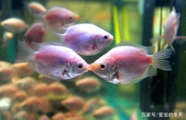 家庭水宠热带鱼，它们都存在哪些观赏价值你可了解
