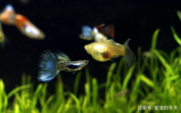 家庭水宠热带鱼，它们都存在哪些观赏价值你可了解