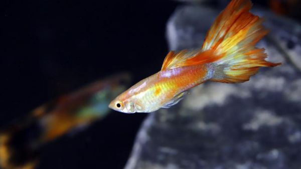 大水缸养鱼怎么鱼不死