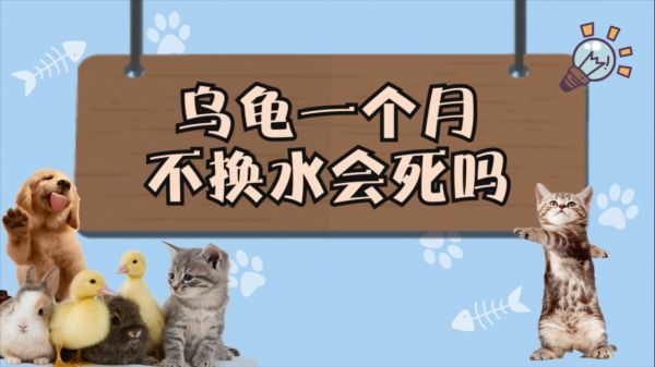 乌龟一个月不换水会死吗 一个月不换水乌龟会死吗