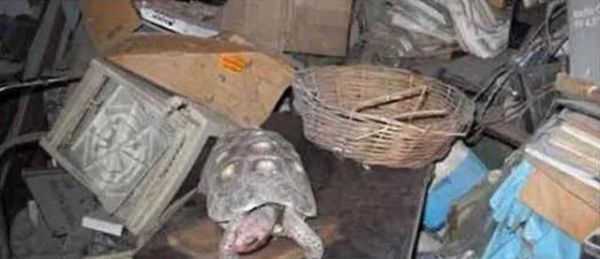 宠物龟被人遗忘仓库30年，一直无人喂养，主人离世它还活好好的