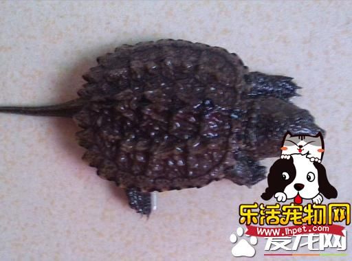 鳄龟蛋怎么孵化 鳄龟蛋的几种孵化方法
