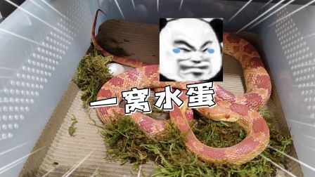 萌宠乐园里的温柔小蛇，一段奇妙的宠物生涯