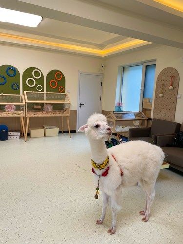 原来养宠物的朋友都来这里‼️