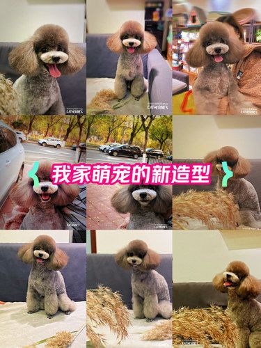 我家萌宠的新造型