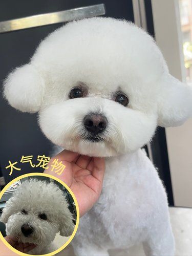 这就是我喜欢的圆头小耳朵