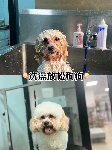 洗澡快乐狗狗