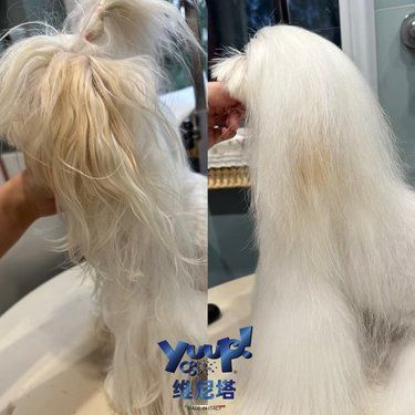 马尔济斯维尼塔yuup洗护前后对比