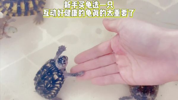 新手买龟如何挑选?买龟不踩坑 4 个重点