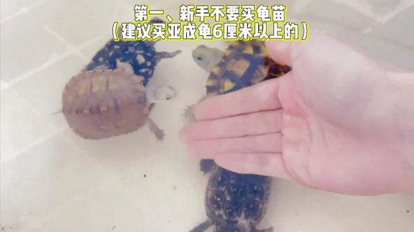 新手买龟如何挑选?买龟不踩坑 4 个重点