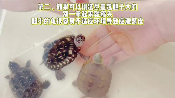 新手买龟如何挑选?买龟不踩坑 4 个重点