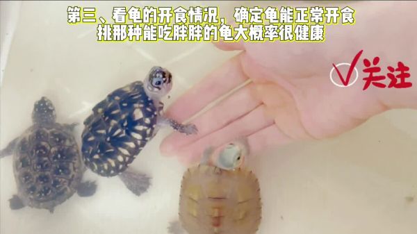 新手买龟如何挑选?买龟不踩坑 4 个重点