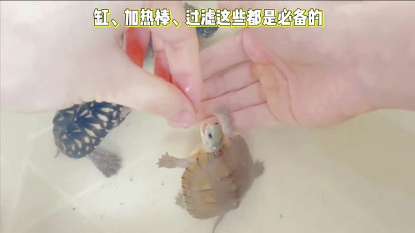 新手买龟如何挑选?买龟不踩坑 4 个重点