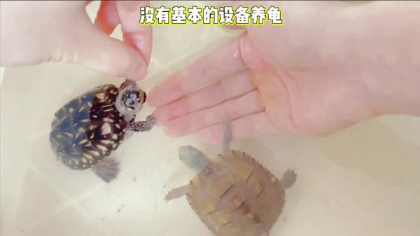 新手买龟如何挑选?买龟不踩坑 4 个重点